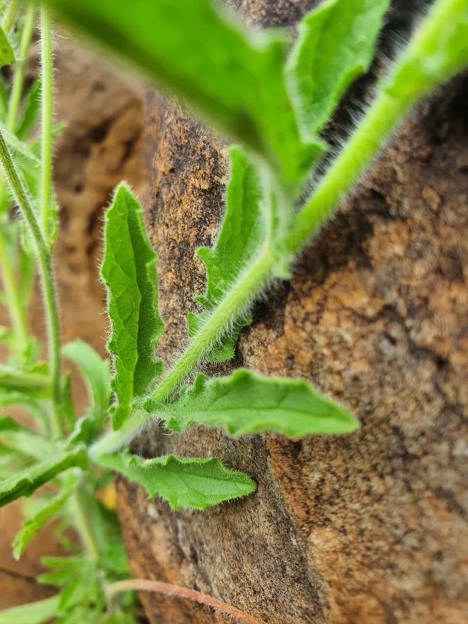 Conyza aegyptiaca — related species from the same genus