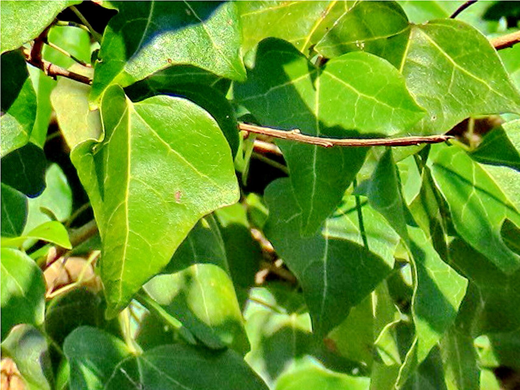 Thespesia acutiloba — related species from the same genus