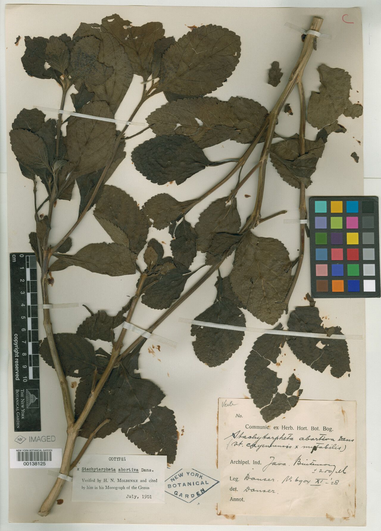 Stachytarpheta × abortiva — houseplant care guide