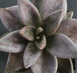Echeveria humilis leaf