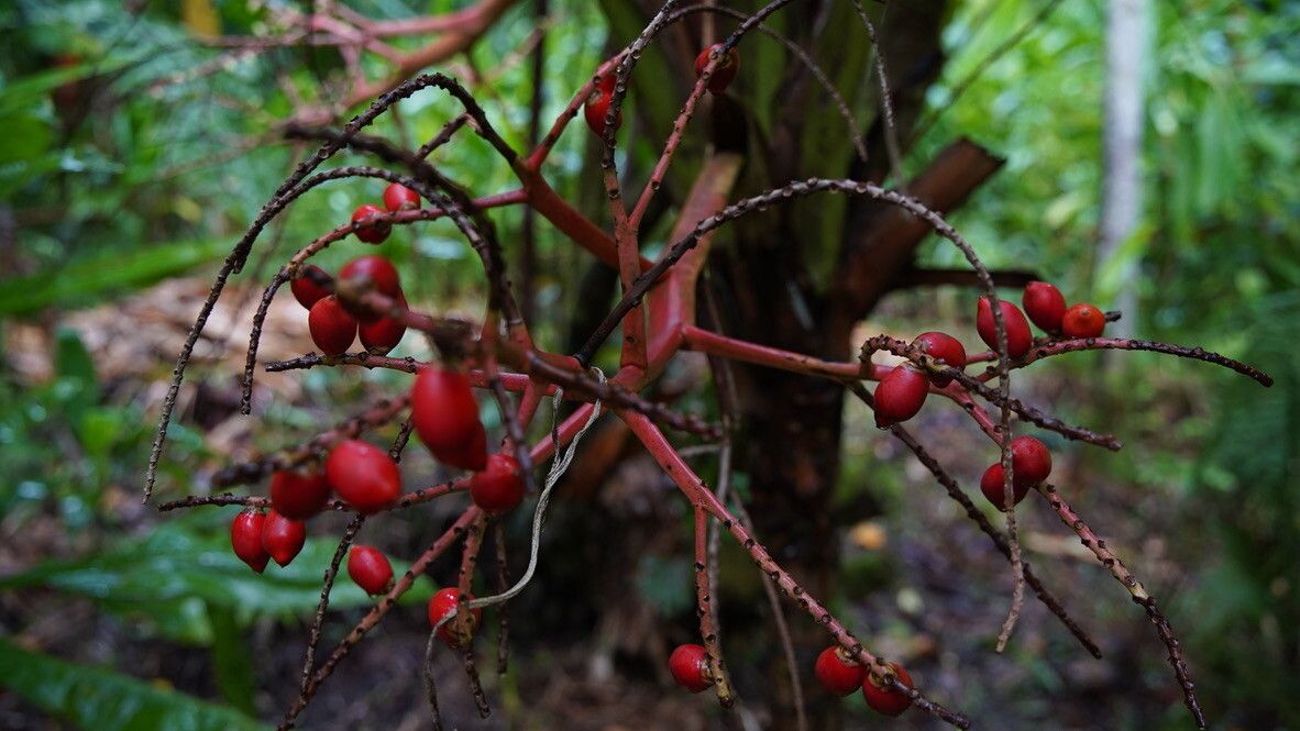 Heterospathe longipes — related species from the same genus