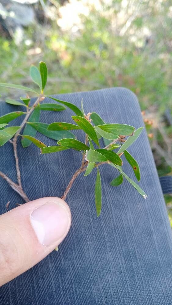 Leptospermum trinervium — houseplant care guide
