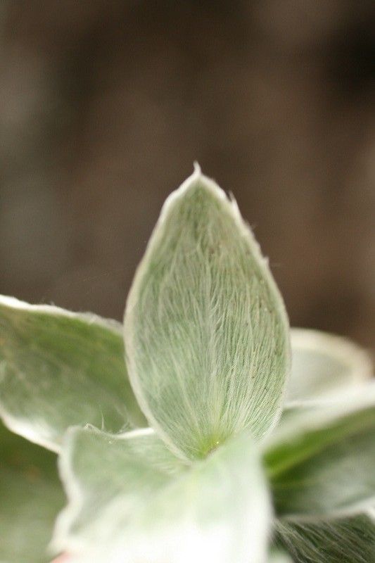 Psiadia argentea leaf