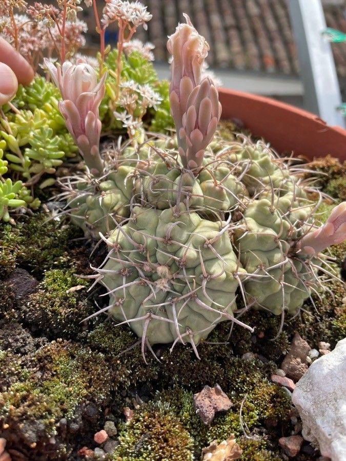 Gymnocalycium ochoterenae flower