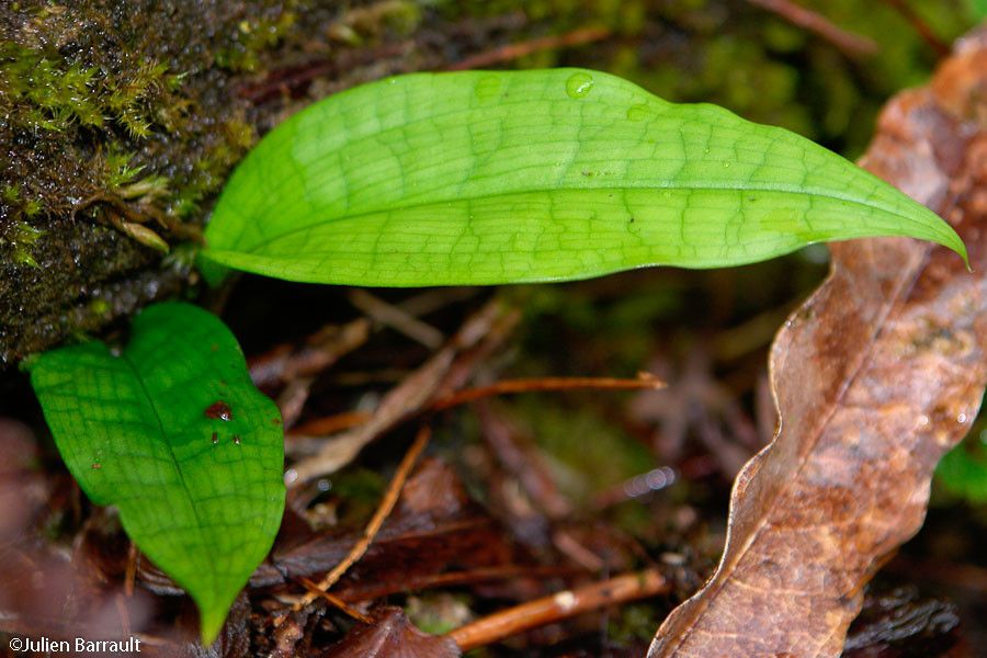 Cryptostylis arachnites — related species from the same genus