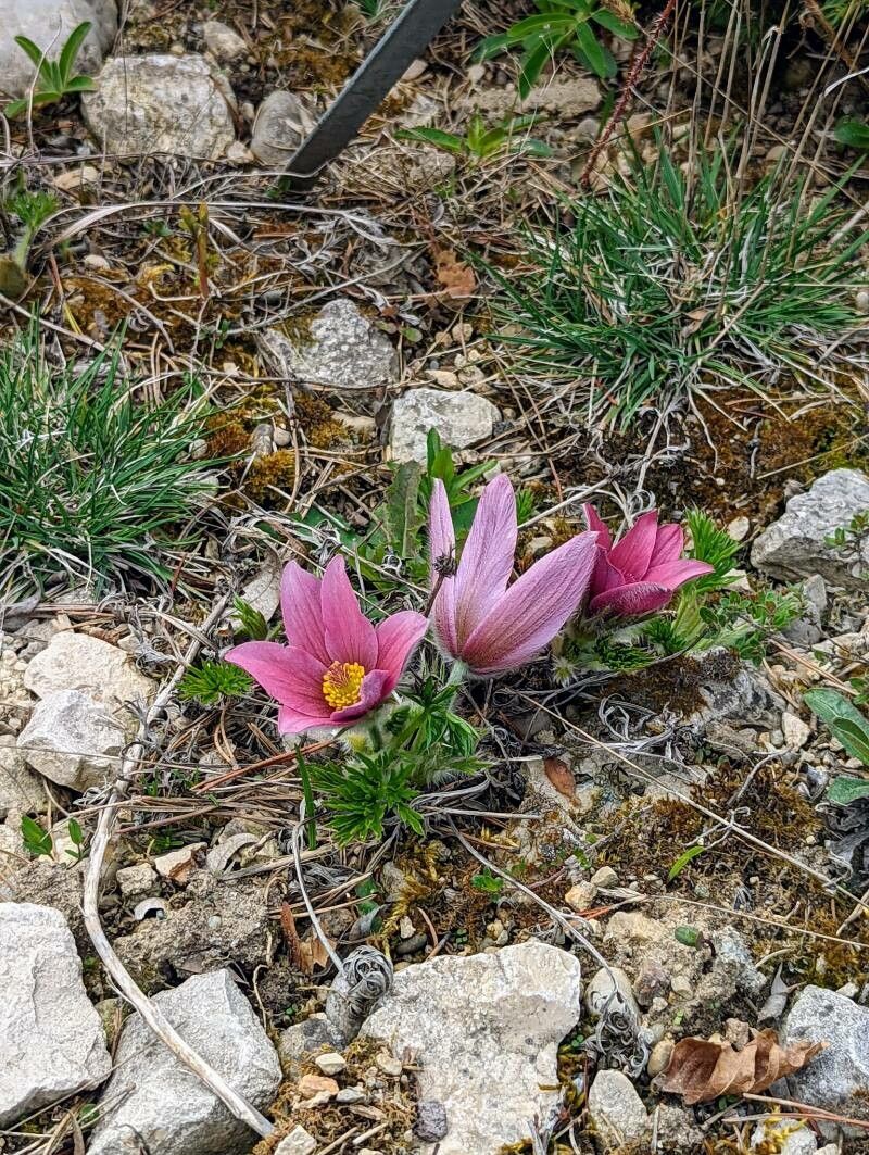 Anemone halleri habit