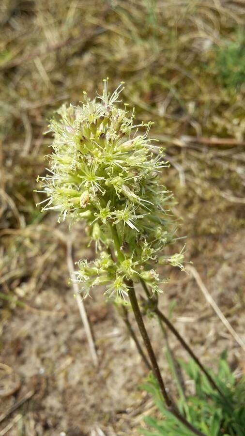 Silene borysthenica flower
