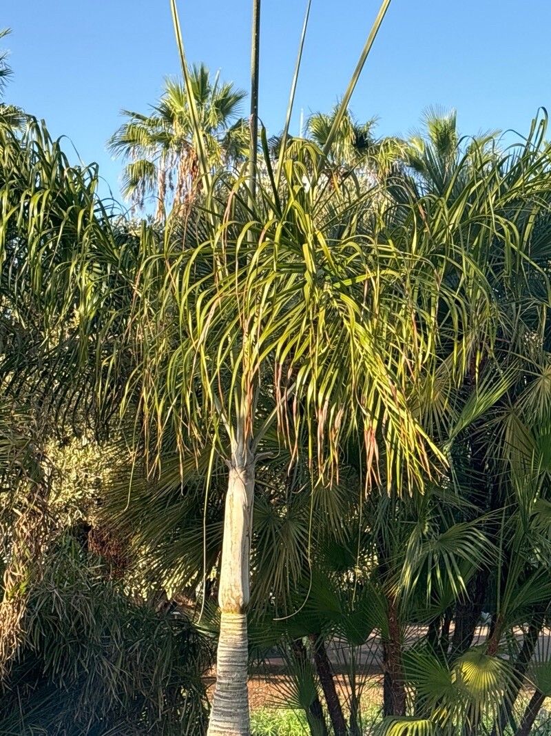 Dypsis plumosa — search result for 'Dypsis'