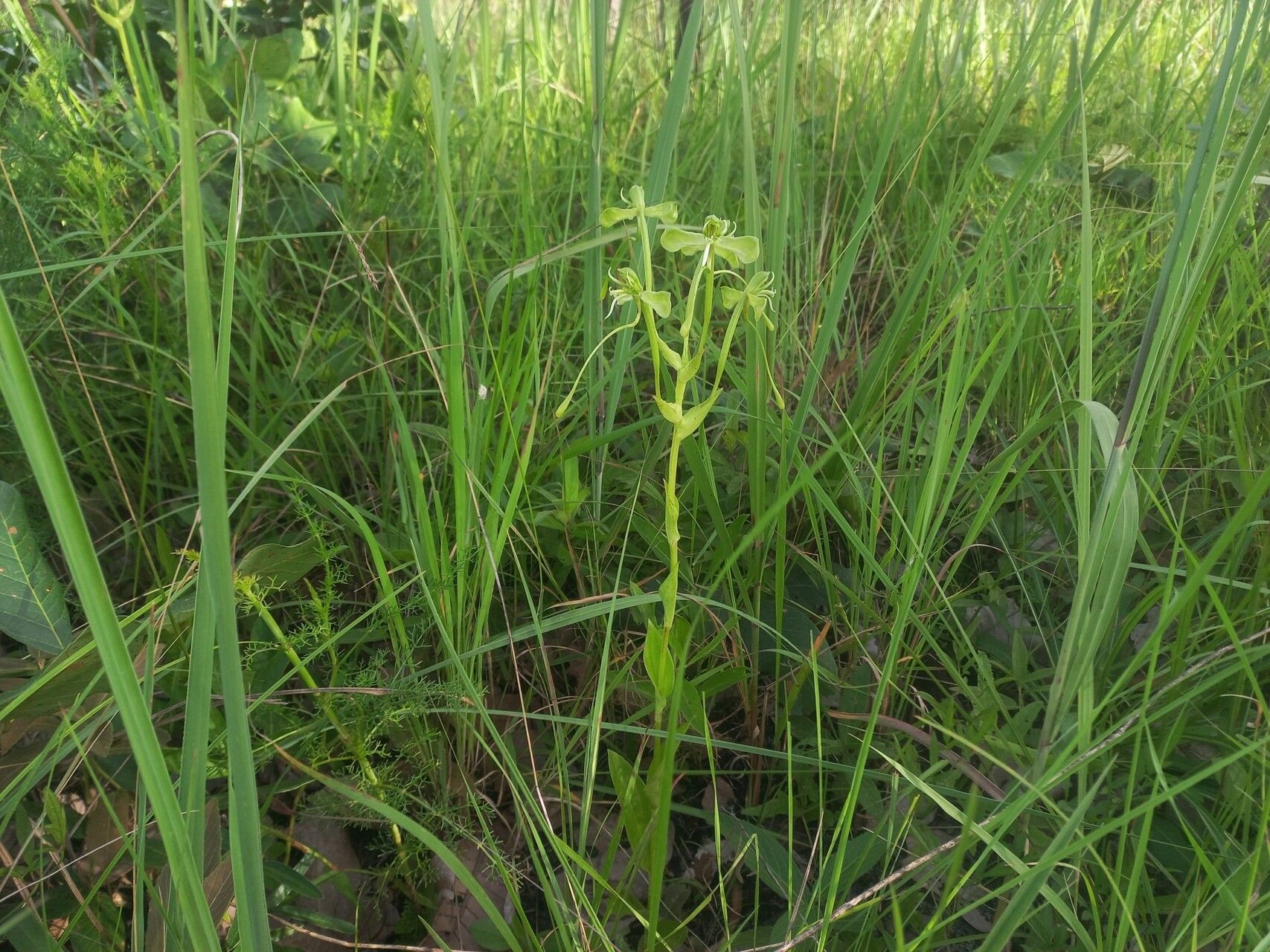 Habenaria gonatosiphon habit