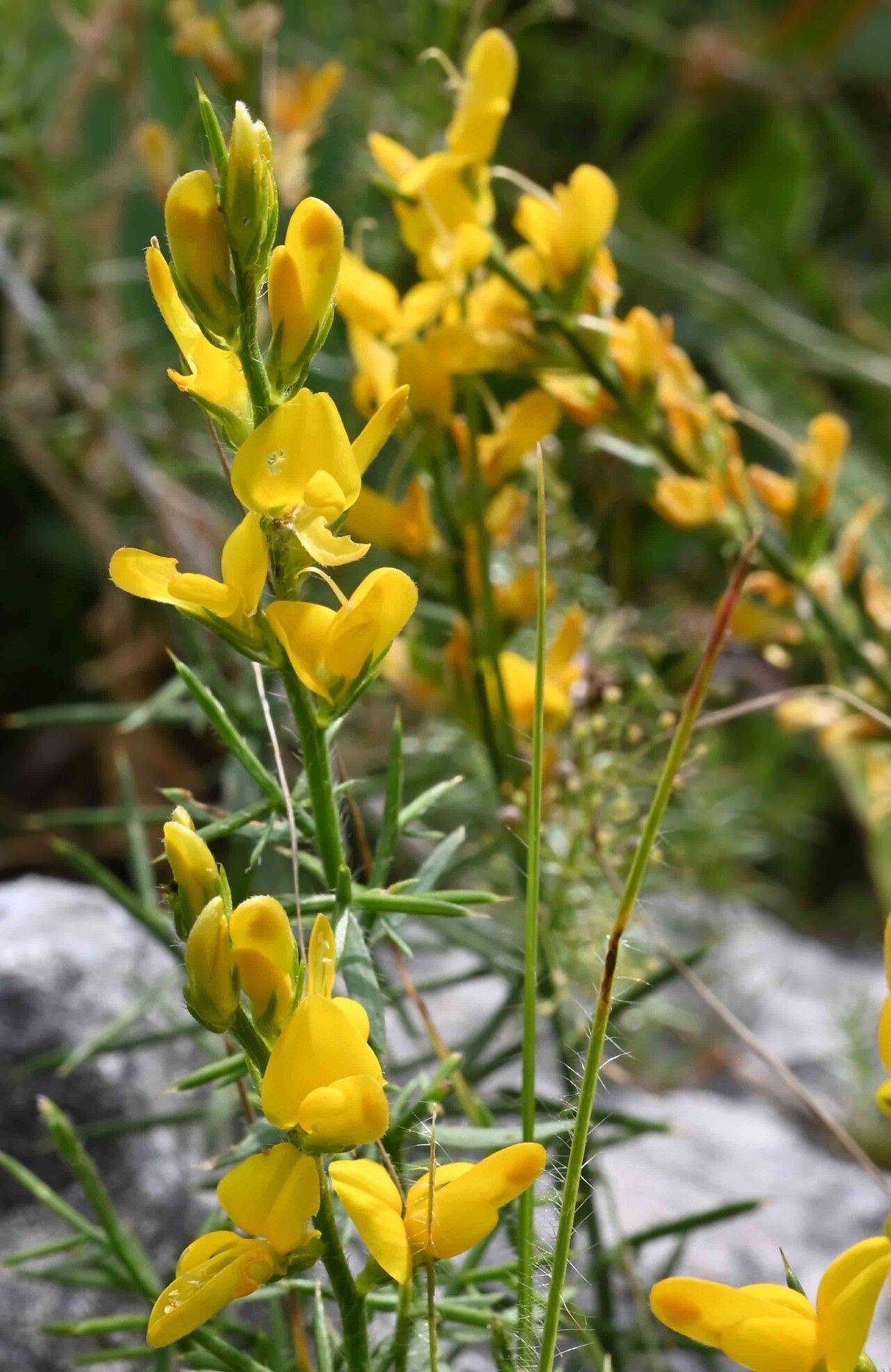 Genista michelii flower