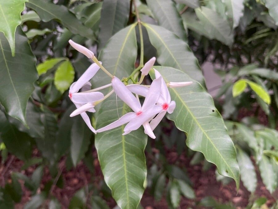 Tabernaemontana stapfiana — search result for 'Uganda'