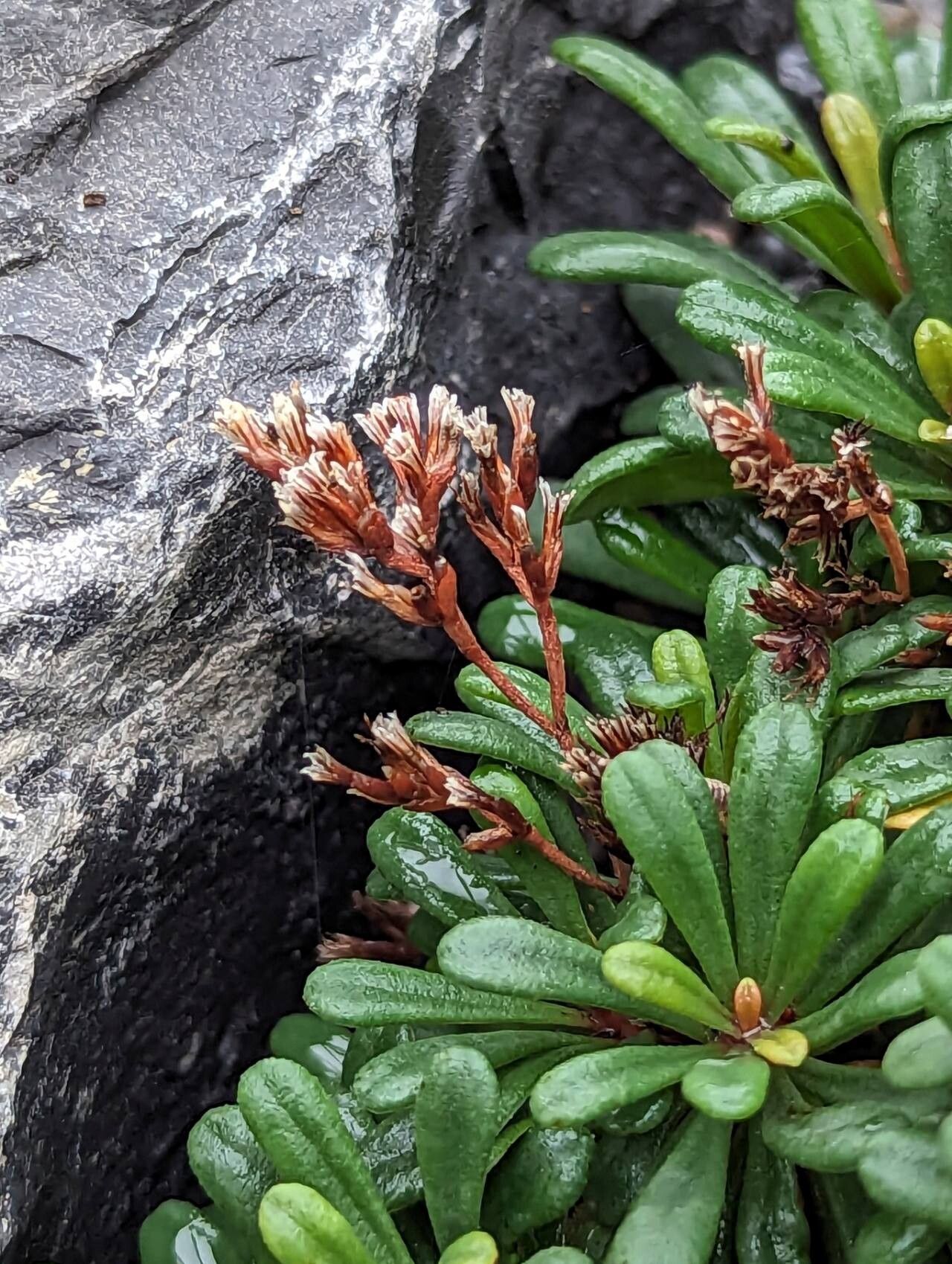 Limonium cosyrense fruit