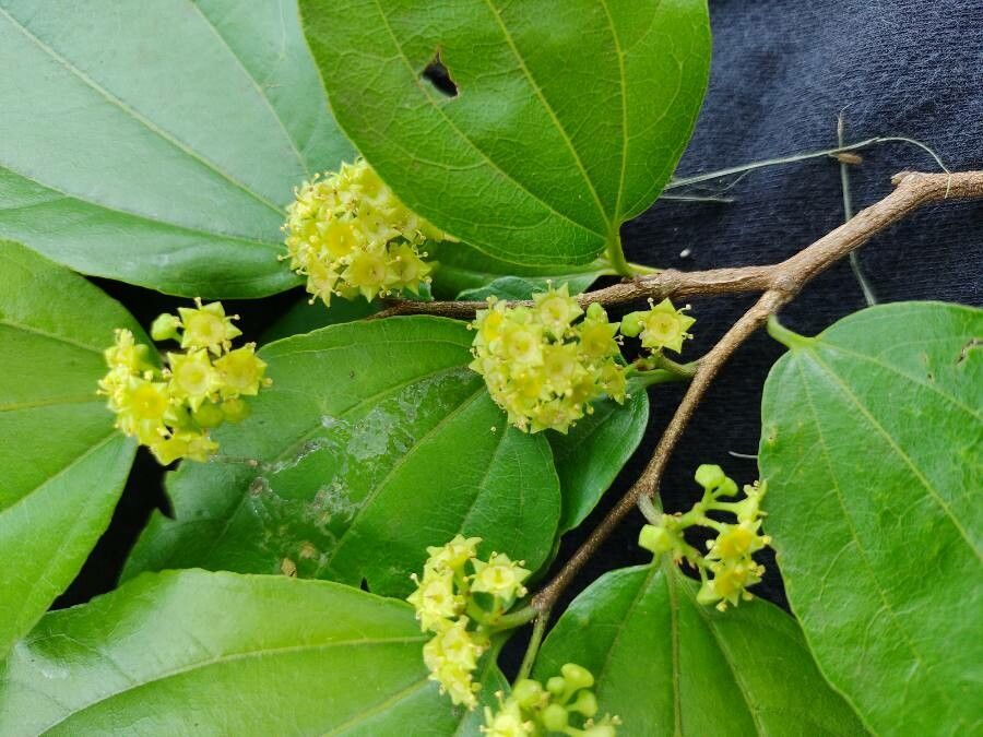 Ziziphus joazeiro flower