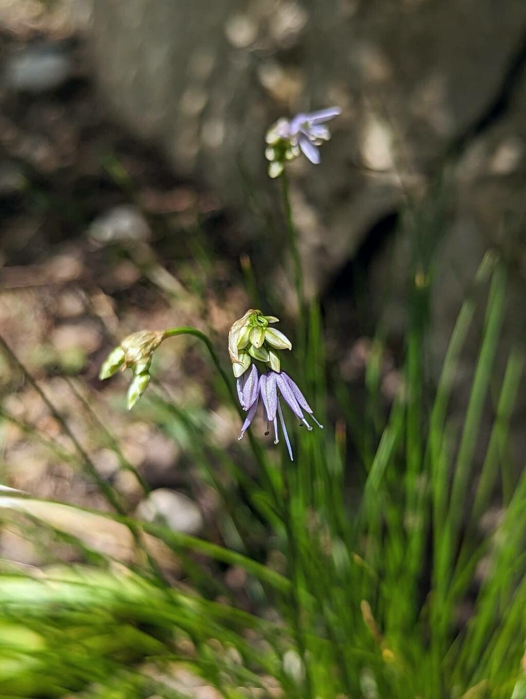 Allium cyaneum flower