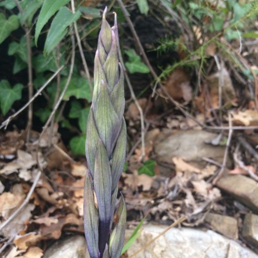 Limodorum abortivum — houseplant care guide