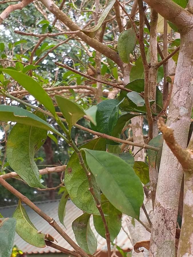 Suregada zanzibariensis — houseplant care guide