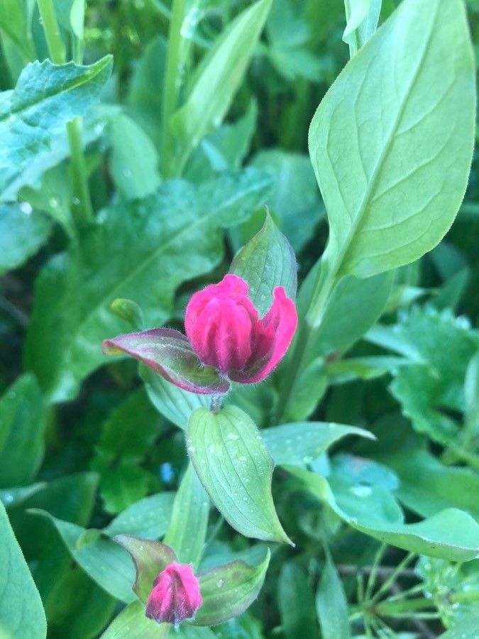 Castilleja rhexiifolia — houseplant care guide