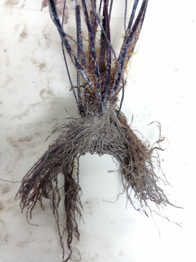 Pityrogramma calomelanos bark