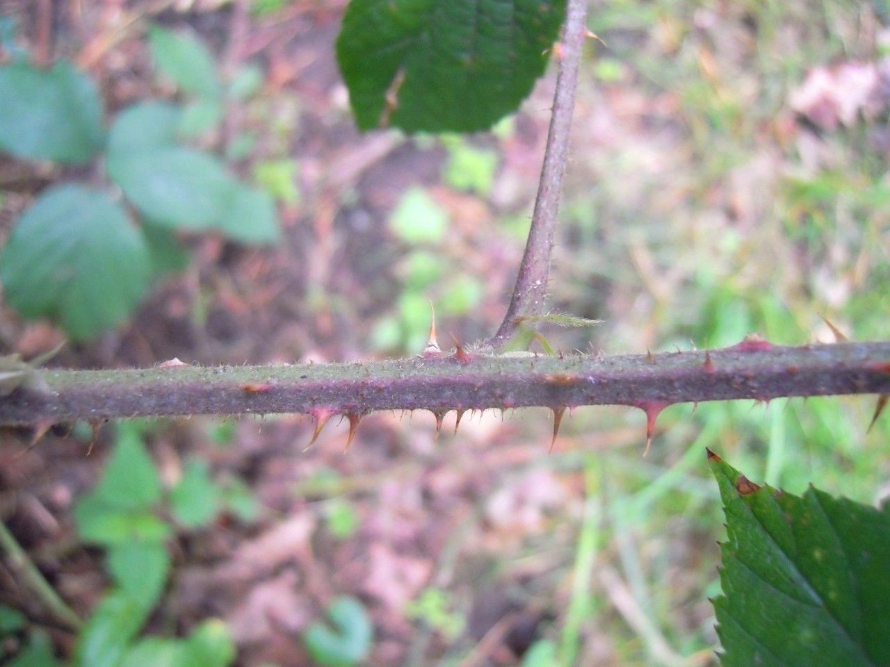 Rubus dasyphyllus bark