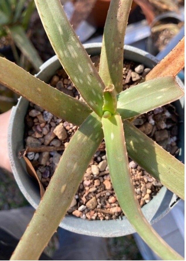 Aloe diolii — houseplant care guide