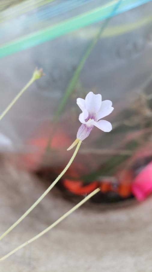 Pinguicula pumila flower
