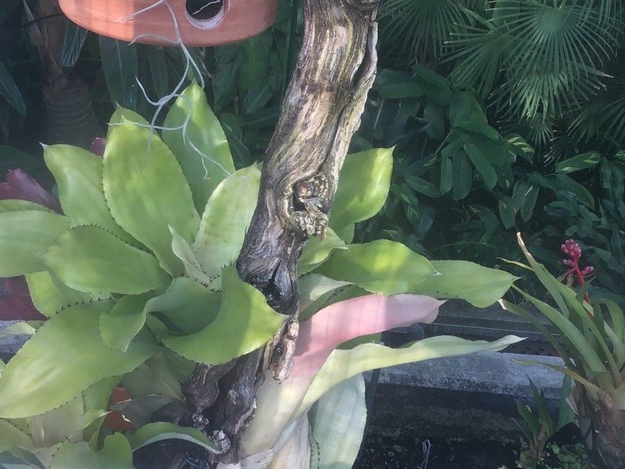 Aechmea pectinata leaf