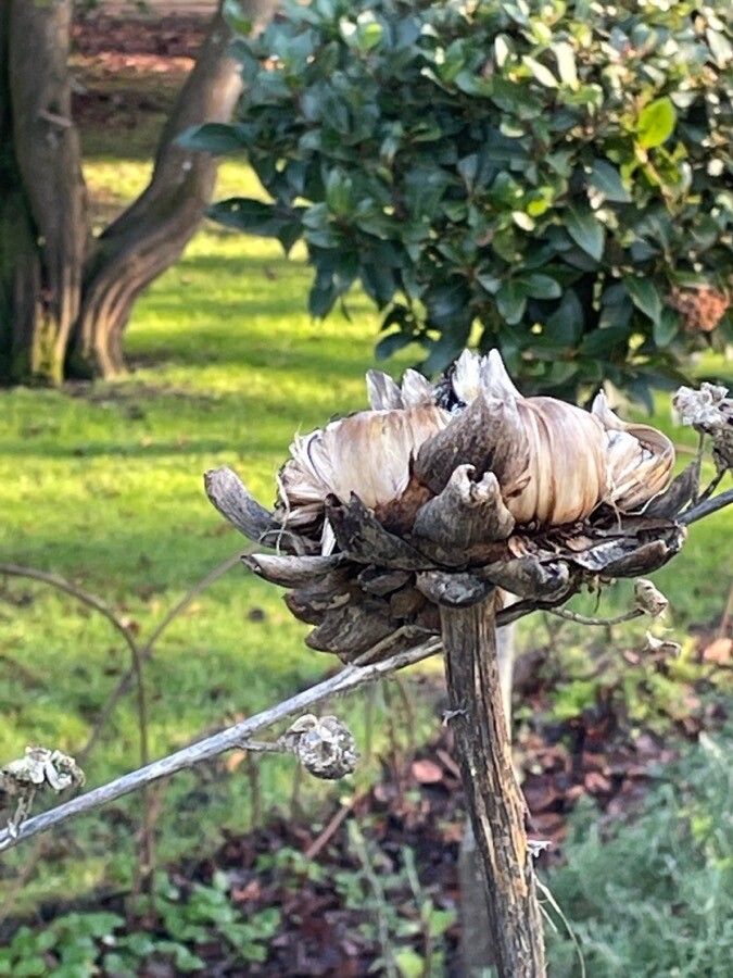 Cynara cardunculus fruit