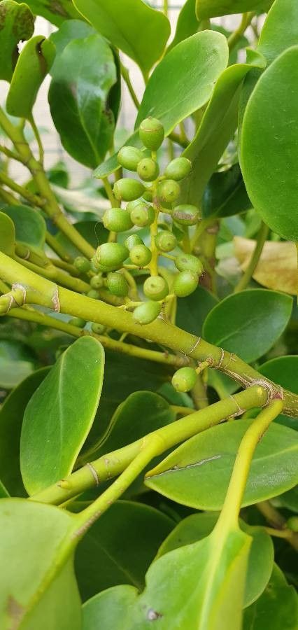 Griselinia littoralis fruit