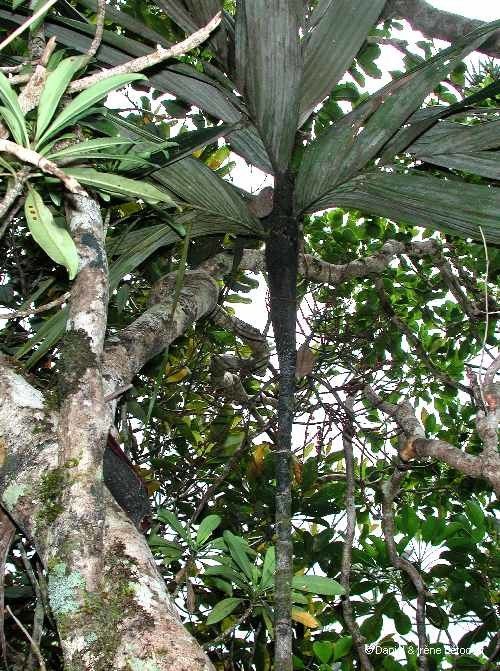 Basselinia vestita habit