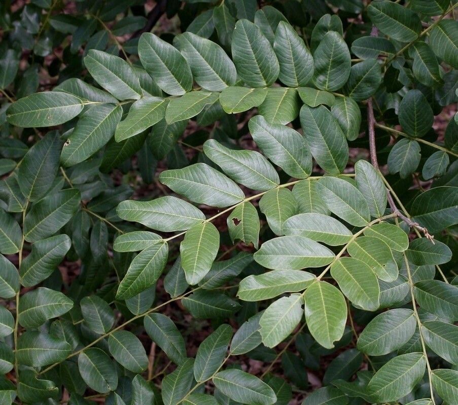 Pterogyne nitens — search result for 'Paraguay'