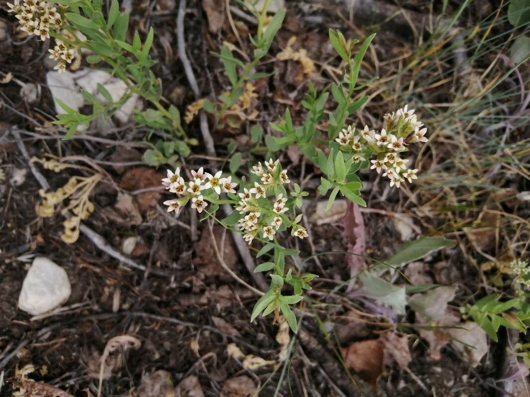 Comandra umbellata flower