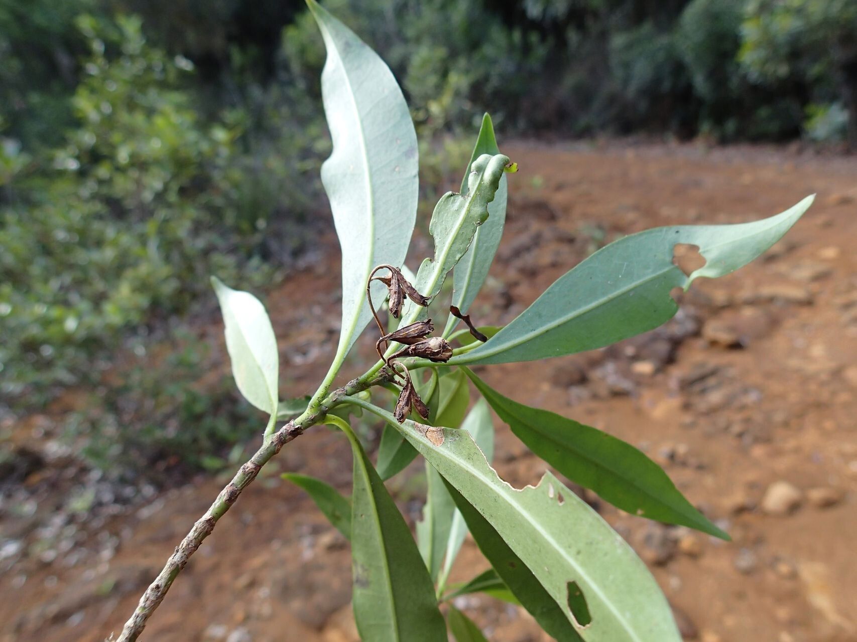 Thiollierea parviflora — houseplant care guide