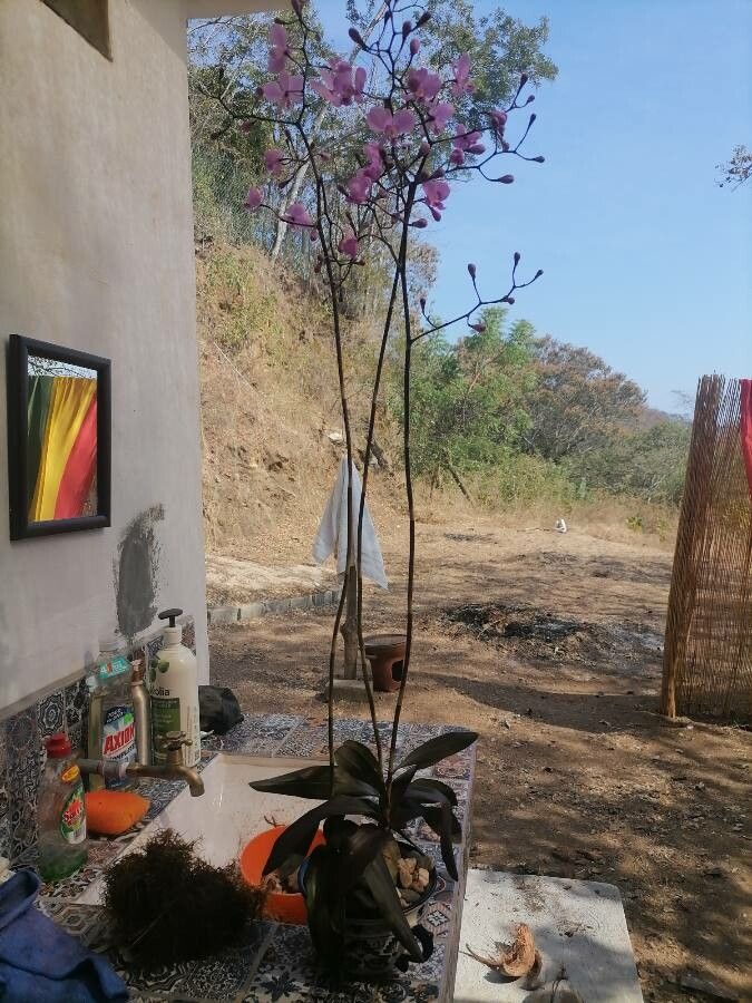 Ionopsis utricularioides leaf