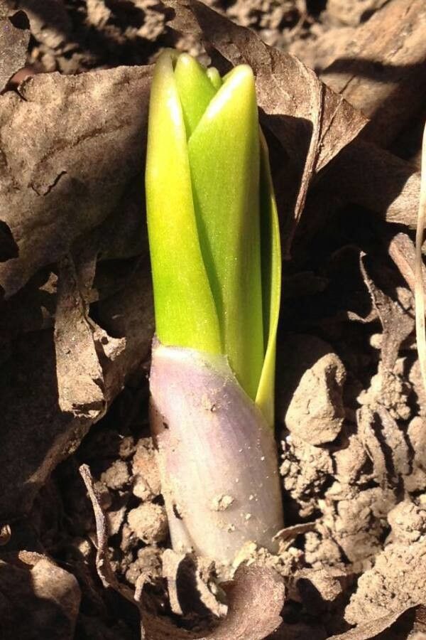 Hyacinthoides hispanica