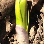 Hyacinthoides hispanica