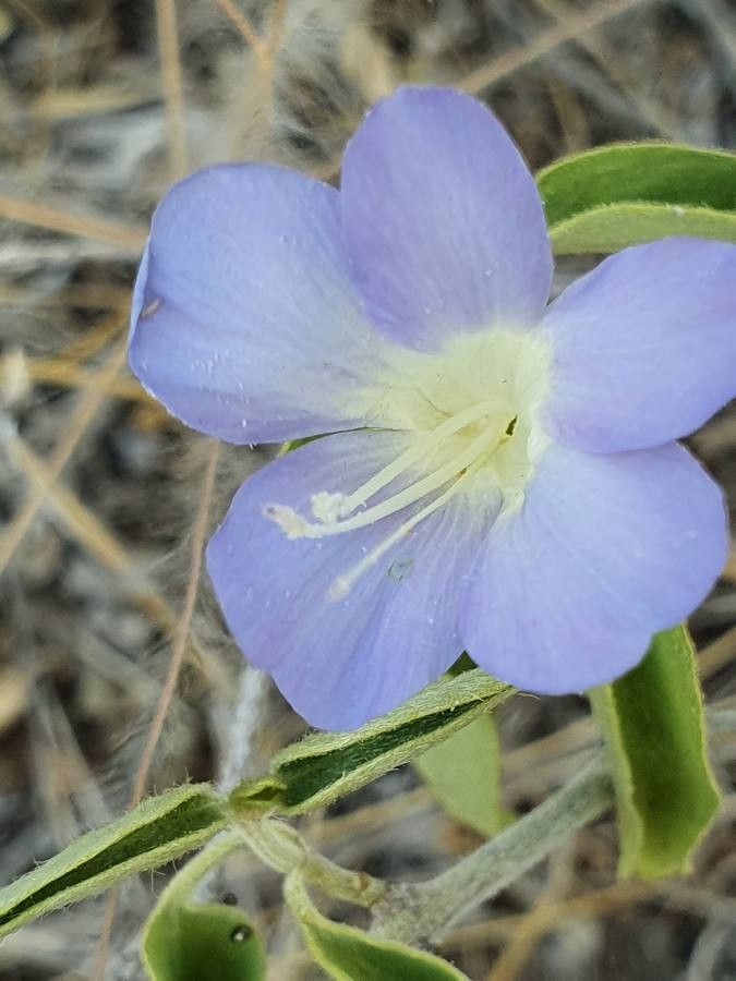 Barleria volkensii flower