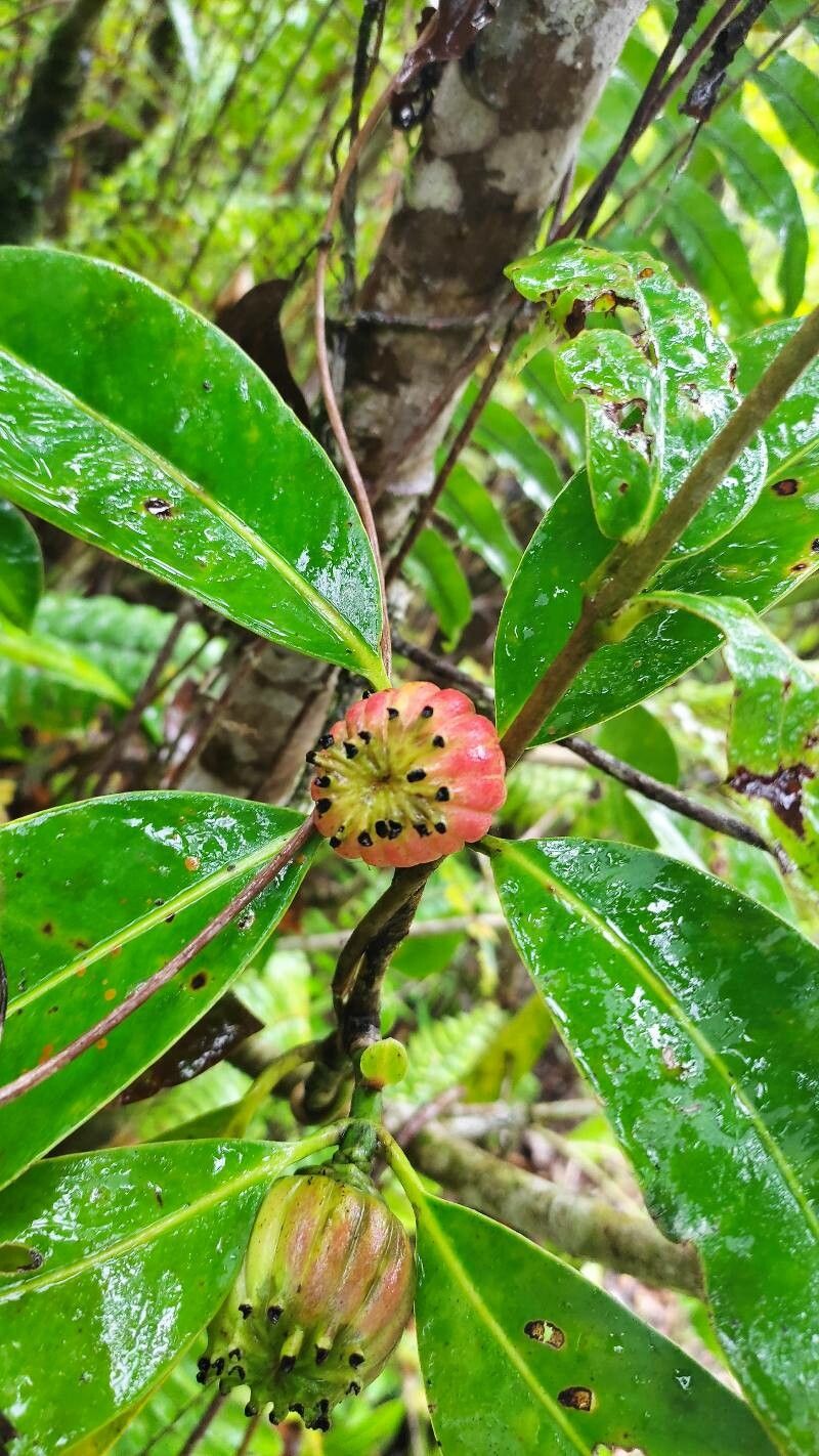 Clusia cooperi — search result for 'Clusia'