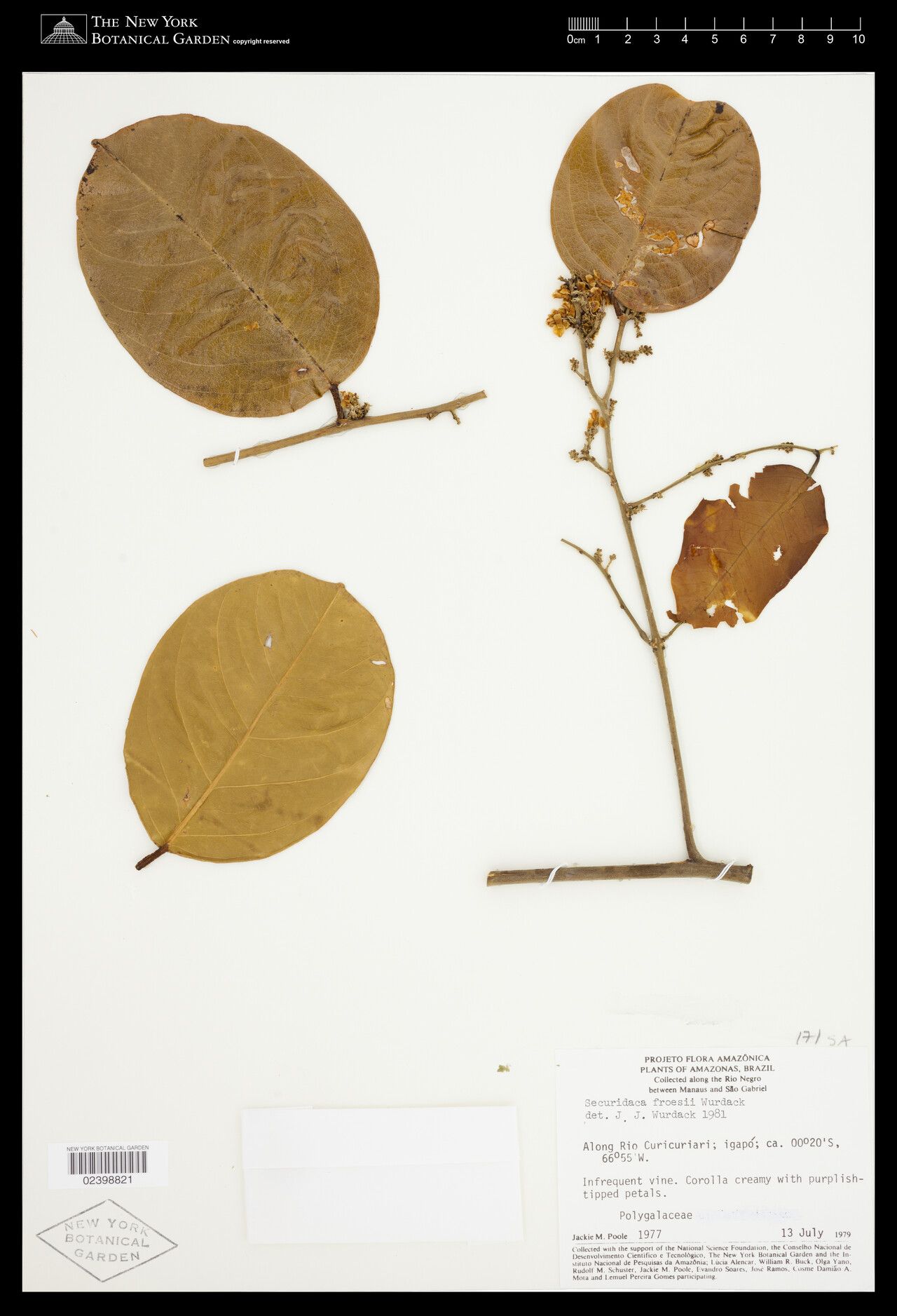 Securidaca froesii — related species from the same genus