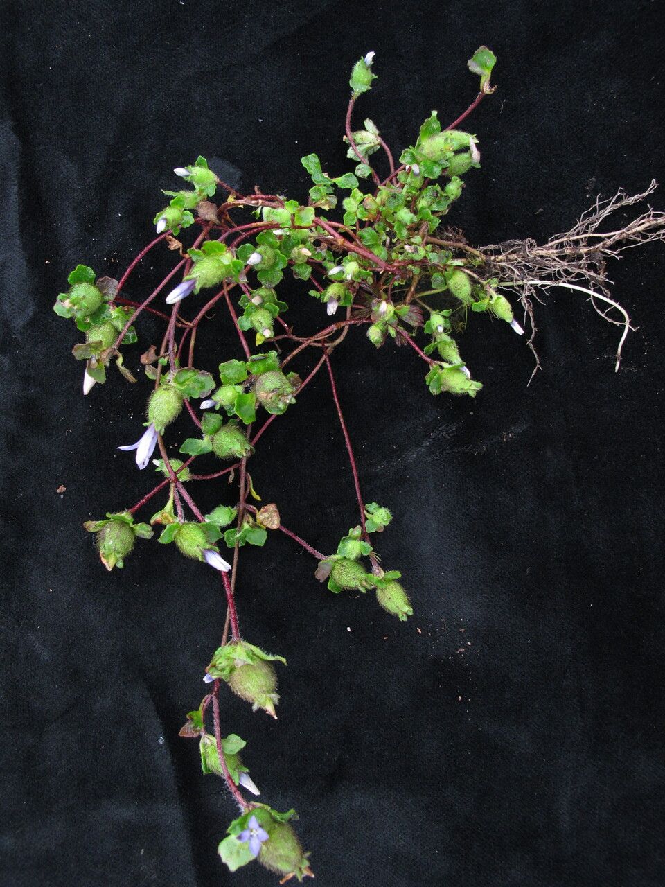 Cyananthus inflatus habit