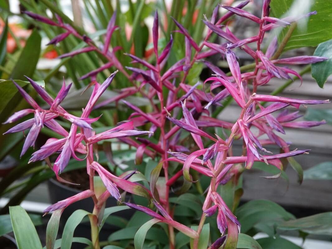 Tillandsia leiboldiana — search result for 'Tillandsia'