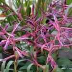 Tillandsia leiboldiana