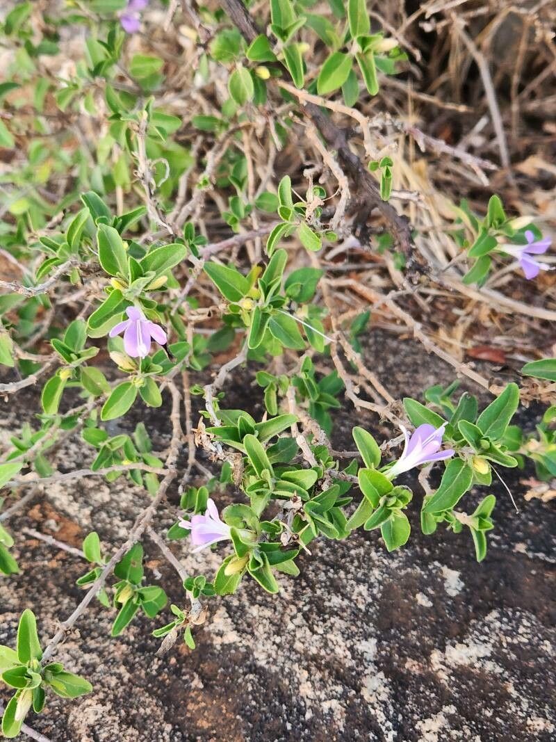 Barleria volkensii habit