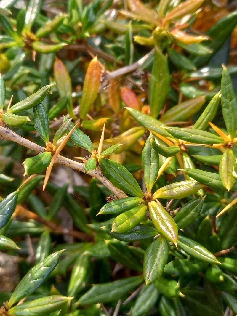 Berberis candidula leaf