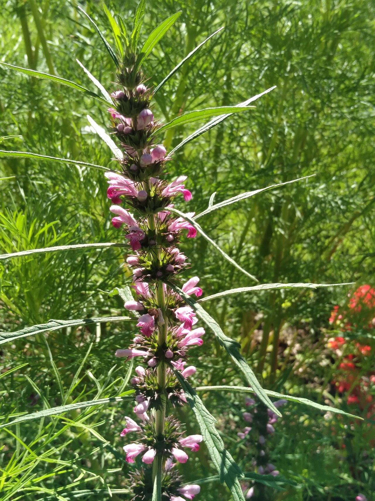 Leonurus macranthus flower
