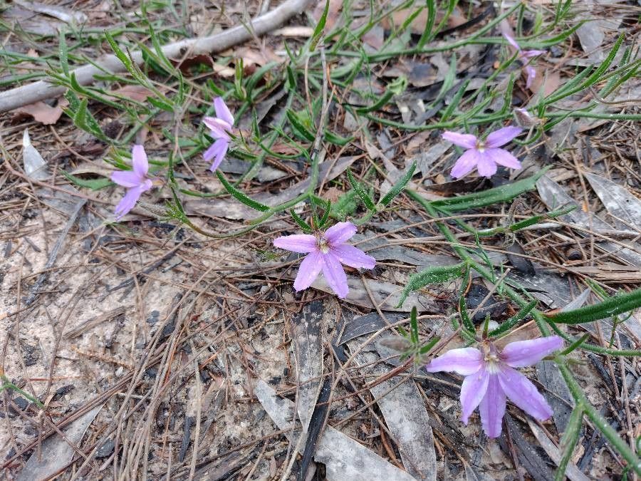 Scaevola ramosissima habit