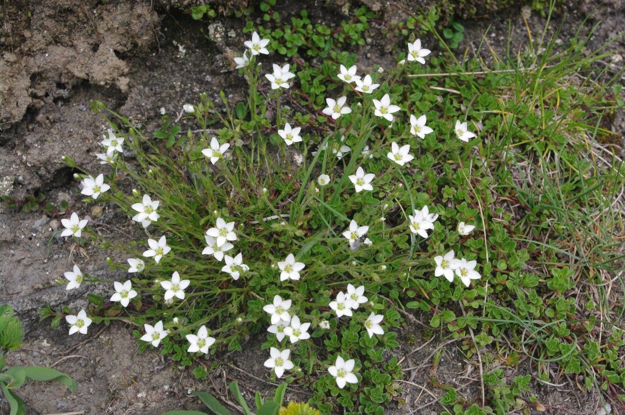 Arenaria multicaulis habit