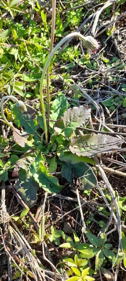 Chaptalia sinuata — houseplant care guide