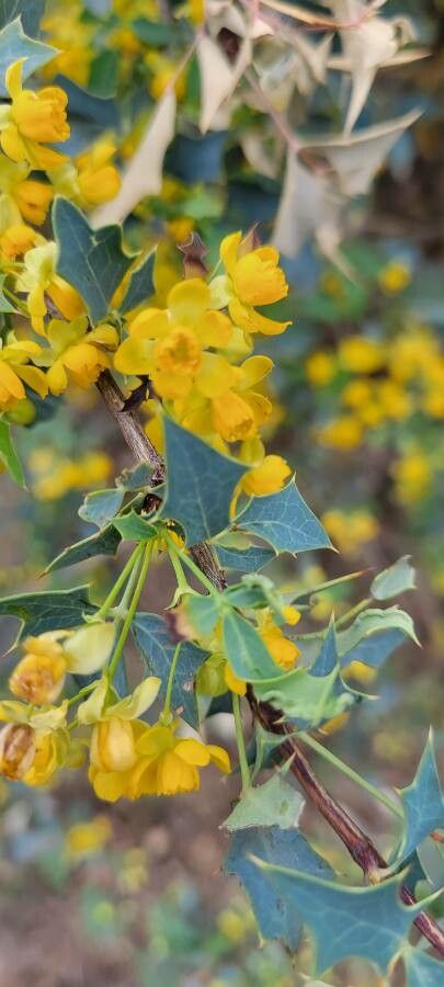 Berberis fremontii flower