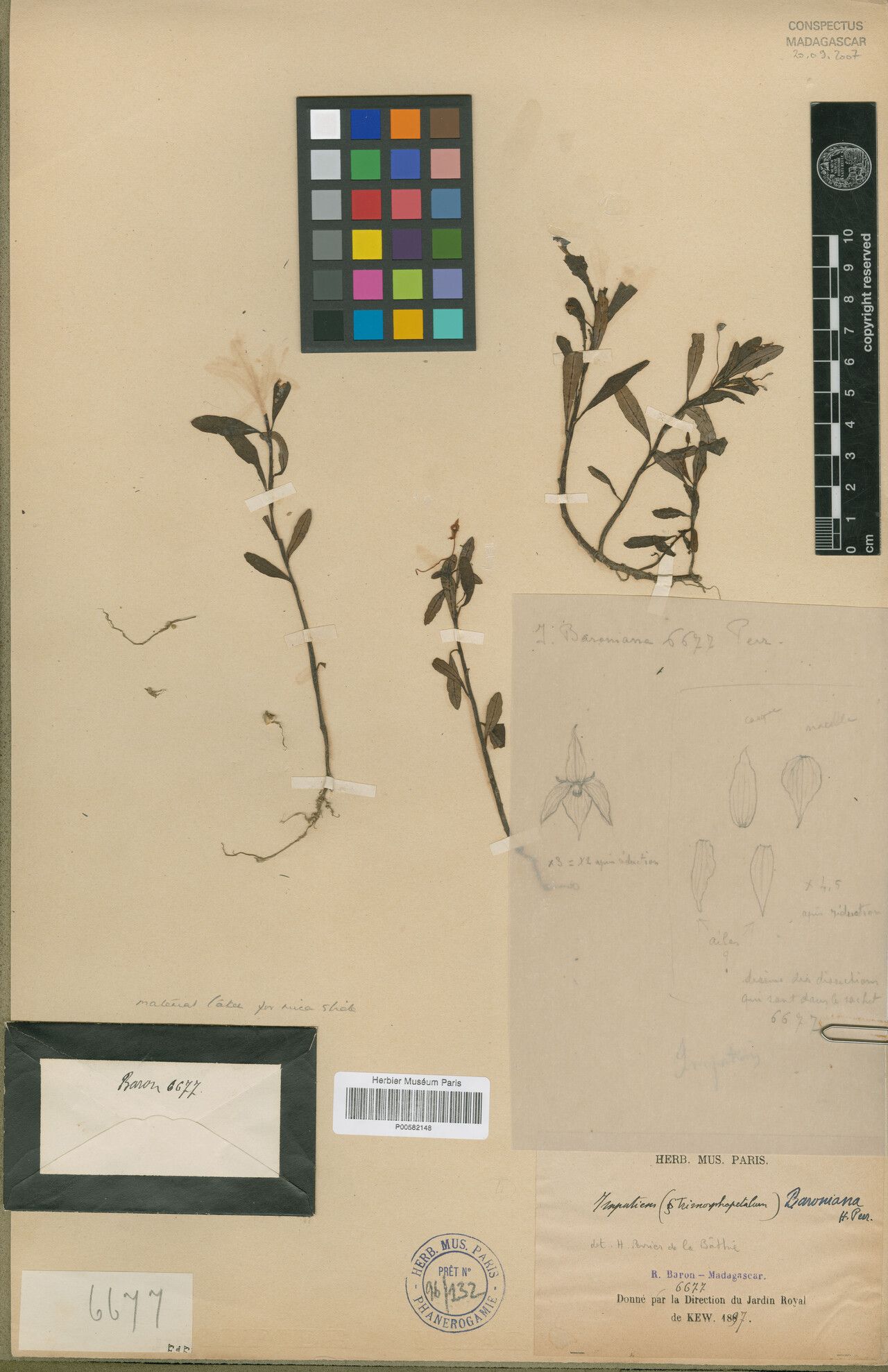 Impatiens baroniana — houseplant care guide