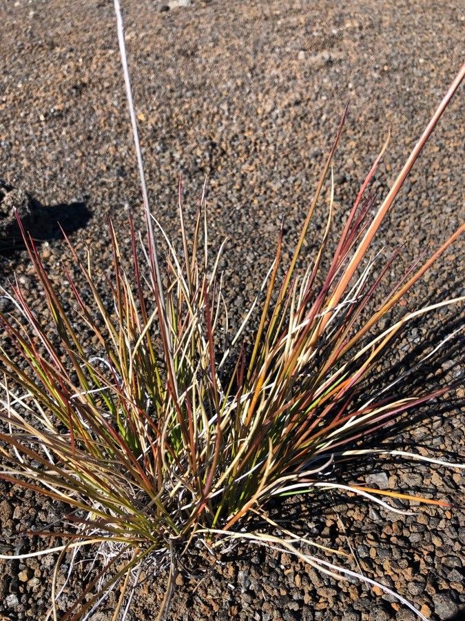 Pennisetum caffrum — related species from the same genus